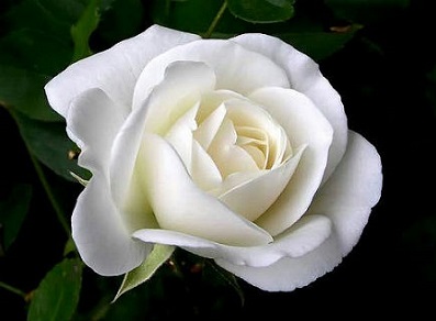 (image for) White Rose Breaths of Love 5 Seeds